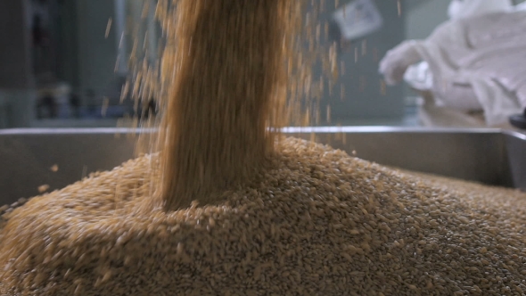At The Factory For Sorting And Packaging Of Cereals And Grains. Worker Pours Into a Special Tank alt