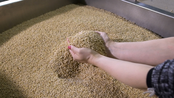 Food Production. Woman Manager Assesses The Quality Of Raw Materials. alt