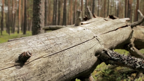Old Fallen Tree in a Pine Forest alt