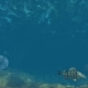 Undersea World - VideoHive Item for Sale