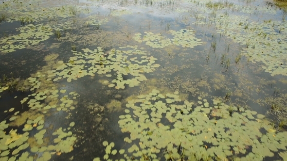 Thickets On The River, Yellow Water Lilies, Aerial View alt