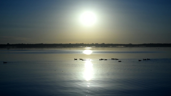 Silhouettes Of a Flock Of Wild Ducks At Sunrise On Water