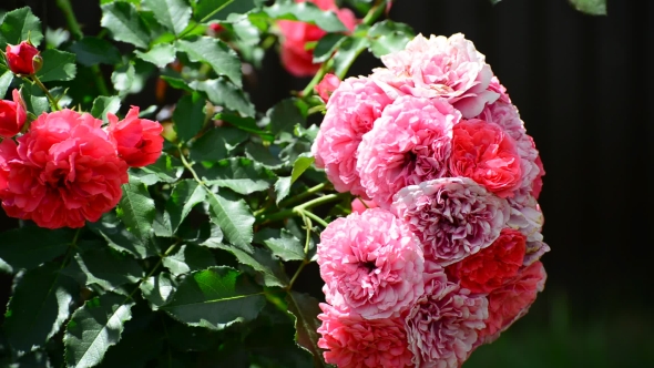 Abundantly Flowering Bush Of Pink Roses