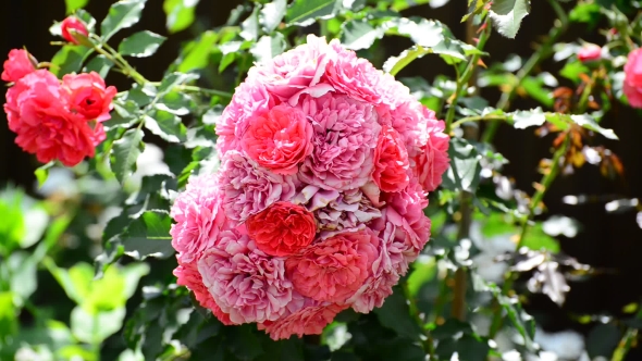 Abundantly Flowering Bush Of Pink Roses