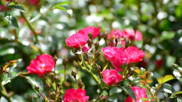 Plentifully Flowering Bush Of Pink Roses