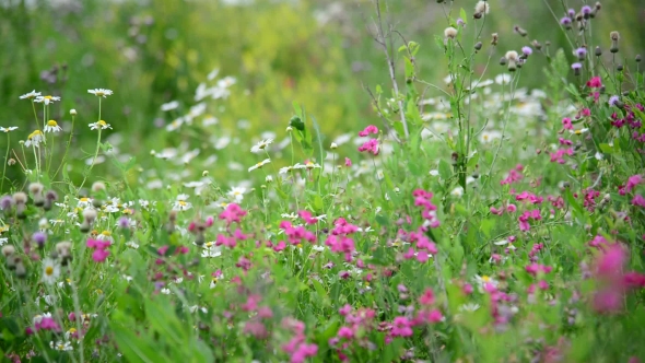 Detail Of Wild Meadows In Central Part Of Russia