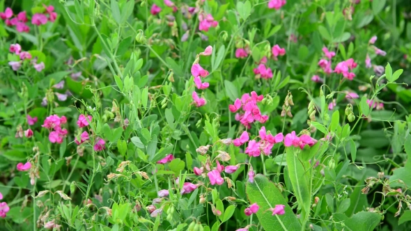 Detail Of Wild Meadows In Central Part Of Russia