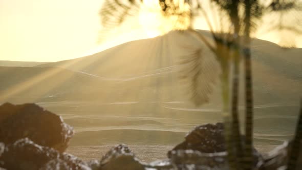 Palms in Desert at Sunset alt
