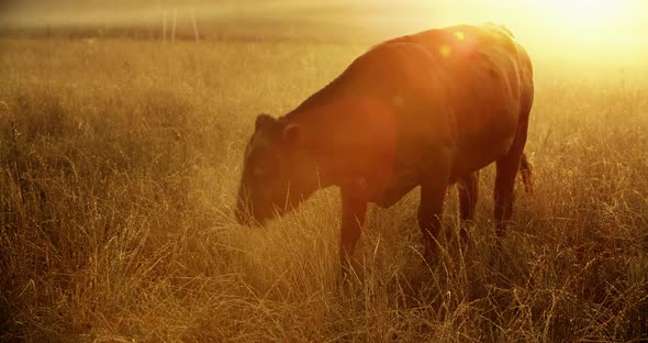 A young bull grazes in the meadow in the early morning.