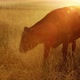A young bull grazes in the meadow in the early morning. - VideoHive Item for Sale