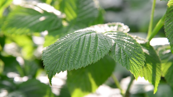 Leaves Of a Young Raspberry In Garden During The Day