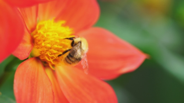 Bumblebee on Dahlia Flower alt