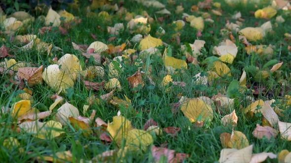 Fallen Leaves On The Grass