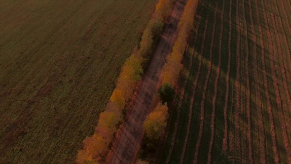 Aerial Flight Over The Road Between Fields. Autumn Colors.