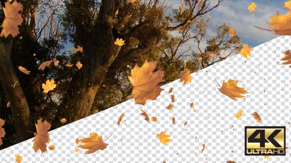 Falling Leaves alt