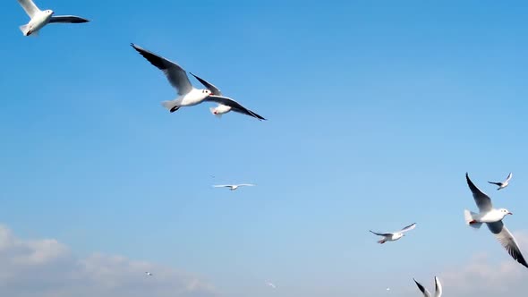 Seagulls Flying In Sky