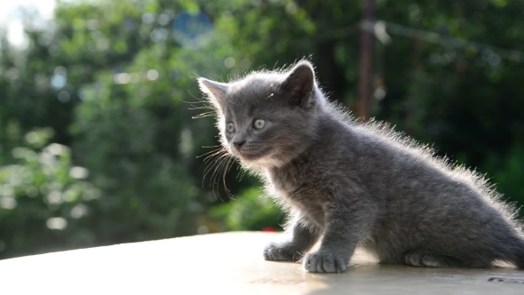 Gray Kitten Sitting On Table Outside In Summer