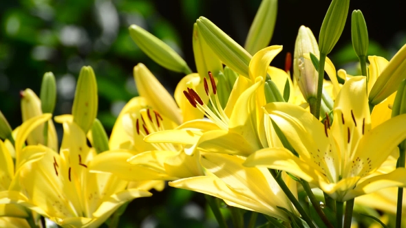 A Lot Of Yellow Lily With Large Stamens
