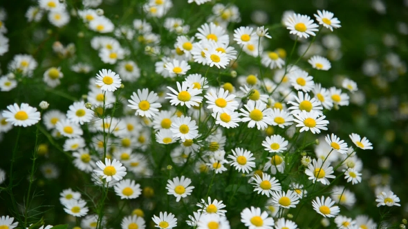 Many Daisies Growing In Meadow, Russia, Stock Footage | VideoHive