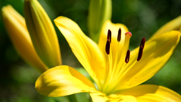 Flower Yellow Varietal Lilies