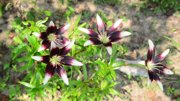 Flowers Lily White And Burgundy