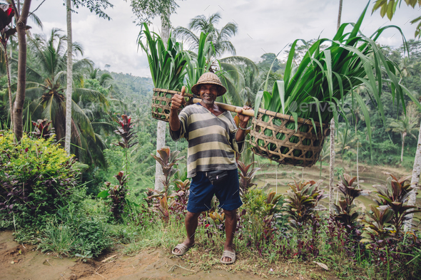Old farmer carrying a yoke on his shoulders