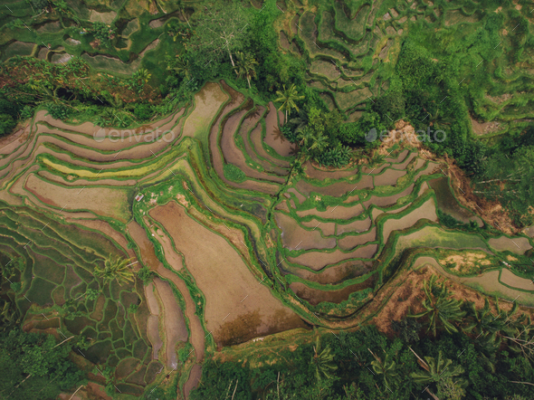 Rice paddy terraced fields - Stock Photo - Images