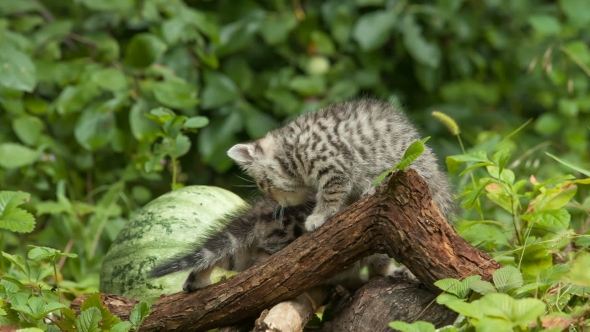 Scottish Fold Young Kitten Seats