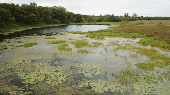 Water Lilies On a Quiet Backwater alt