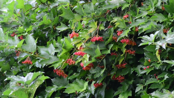 Viburnum Bush In The Rain