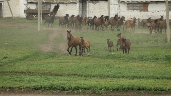 Herd Of Horses Running On The Pasture In Autumn alt
