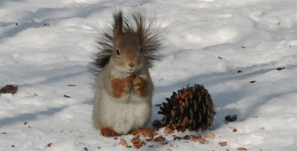 Squirrel Eats Pine Nuts