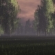 Birch Grove In The Fog - VideoHive Item for Sale