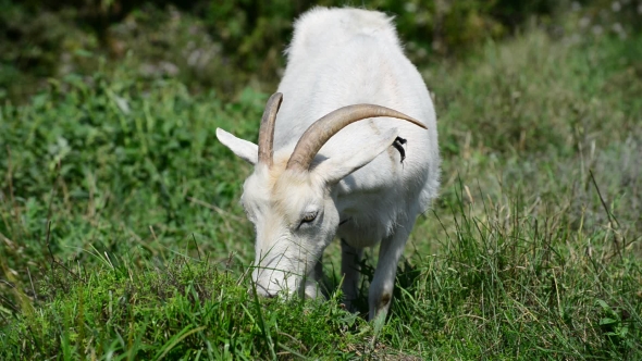 White Goat On Leash Eating Grass