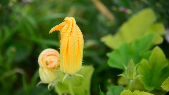 Blossoming Zucchini In The Garden