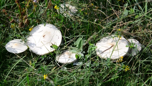 Edible Mushrooms Growing In Meadow