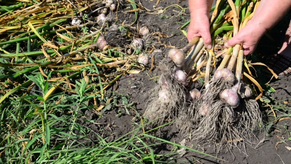 Woman Collects Garlic Harvest