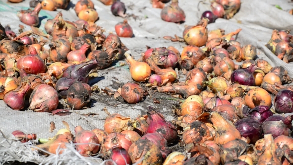 Harvest Onions Drying In Sun