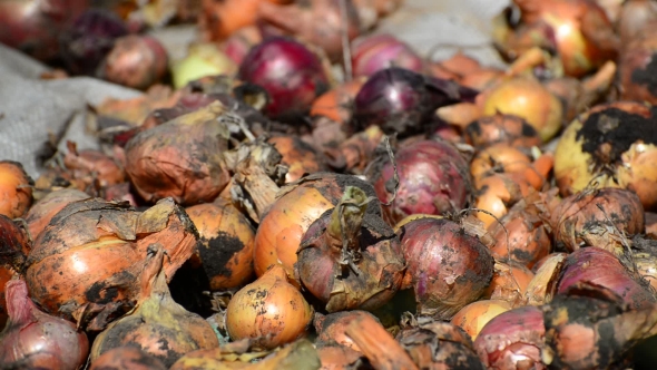 Harvest Onions Drying In Sun