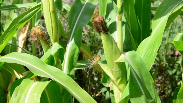 Corn Cob With Ripe In Garden