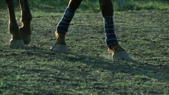 Of The Horse's Hooves Which Quickly Jumps During The Race alt