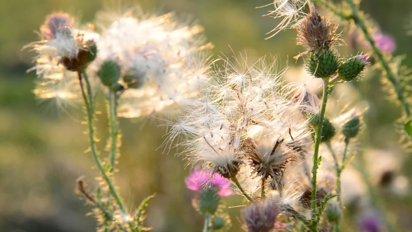 Creeping Thistle Or Pink Sow-thistle . Latin Name - Cirsium Arvense