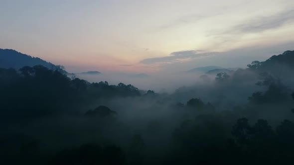 Dawn in Mystical Tropical Rainforest