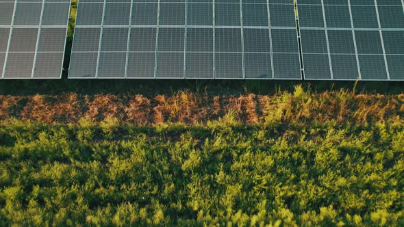 Aerial View of Solar Farm on the Green Field at Sunset Time Solar Panels in Row