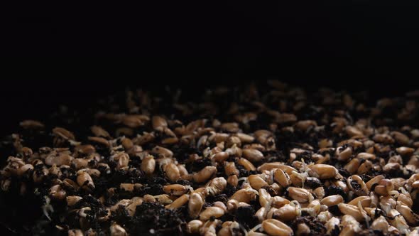 Timelapse of Germinating Wheat Grains on a Dark Background alt