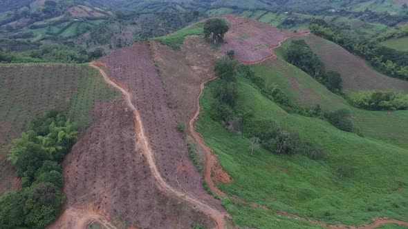 Orange Plantation  alt