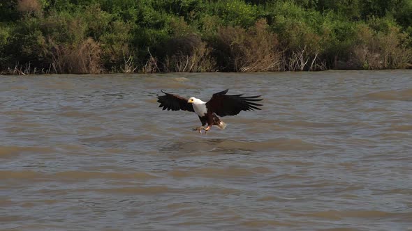980301 African Fish-Eagle, haliaeetus vocifer, Adult in flight, Fish in Claws, Fishing at Baringo La alt