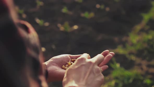 An Agronomist Farmer Stands On A Plantation Field And Touches Corn Grains With His Finger Before alt