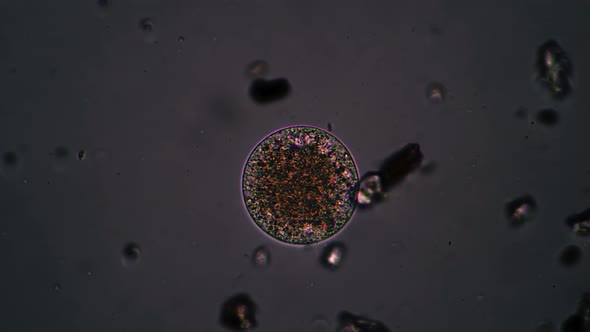 The Egg of Protozoa Aminal Swimming in Big Magnification Under the Microscope alt