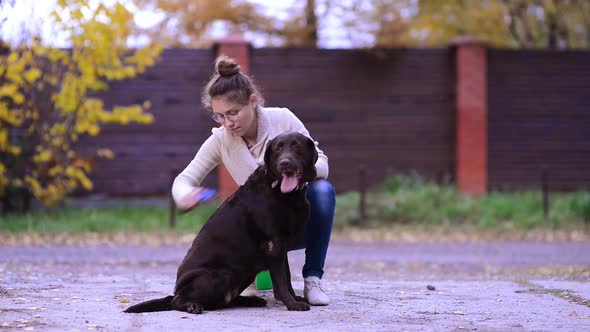 girl combing a brown labrador on the street while molting alt